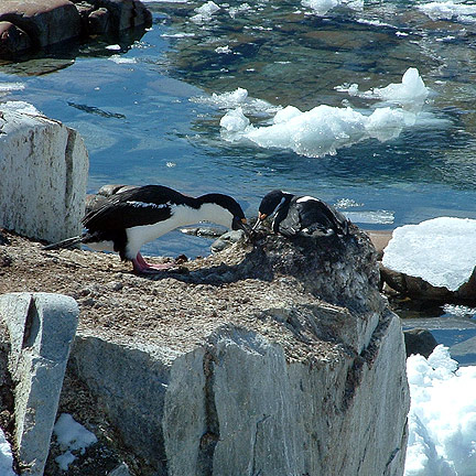 Petermann Island