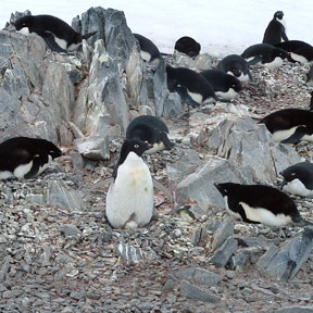 Toergerson Island