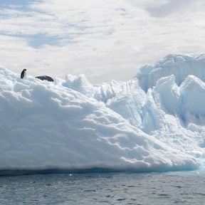 penguin on ice