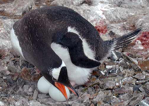 Penguin with two eggs