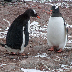 penguin mating dance