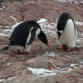 penguin mating dance