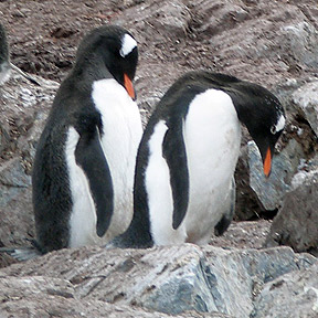 Grooming together