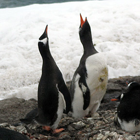 penguins singing