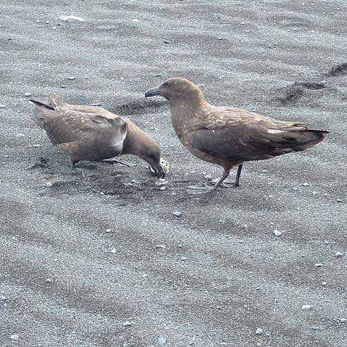 skuas