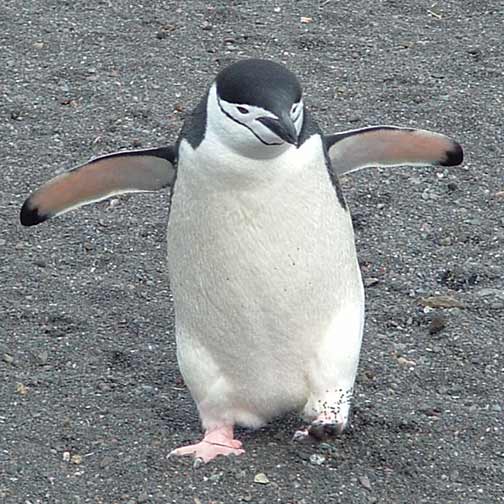 Chinstrap Penguin, Happy Feet