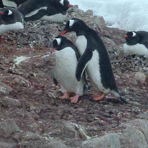 Penguin 
Love