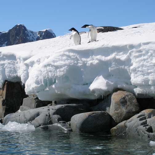 Penguins on ledge