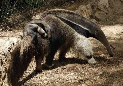 Two Anteaters