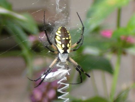 Black and Yellow Argiope Spider by Marsha Ann Griffith