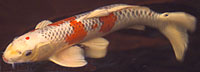 For more information on Koi, ponds & maintenance - 'The Fish Lady.com'