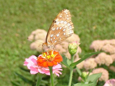 Brush Footed Aphrodite Fritillary Butterfy - photo by Marsha Ann Griffith