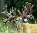 A white-tail buck deer named Goliath stands in the field of Rodney and Diane Miller's farm in Knox, Pa., Aug. 5, 2003. Goliath, a massive buck with a huge rack and worth perhaps hundreds of thousands of dollars, died, Dec. 6, 2004.   Photo by Keith Srakocic