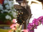 Black Swallowtail Butterfly by Marsha Ann Griffith