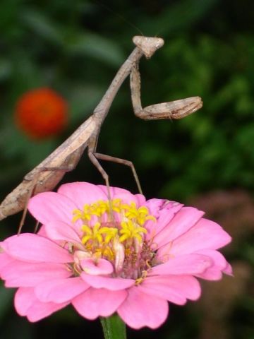 Carolina Mantis by Marsha Ann Griffith