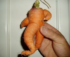 Crazy Carrot