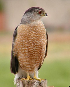 Coopers Hawk