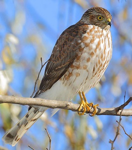 Sharp Shinned Hawk