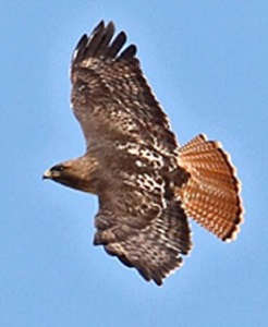 Red Tailed Hawk