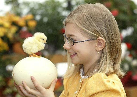 Jenny spielt mit einem kleinen Kuecken in Vorfreude auf das kommende Osterwochenende in einer Gaertnerei in Lofer, Oesterreich, am Montag, 14. April 2003.  Photo by Kerstin Joensson