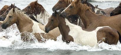 Wild Chincoteague ponies enter the water as they make their way across Assateague channel during the annual Chincoteague Island Pony Swim, Wednesday July, 30 2003, in Chincoteague, Va. Yearlings and younger will be auctioned Thursday to thin the herd and raise money for the island's volunteer fire department, which cares for the ponies. Photo by Scott Neville