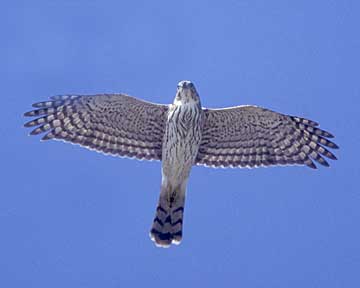 Cooper's Hawk