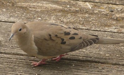 Deck Dove