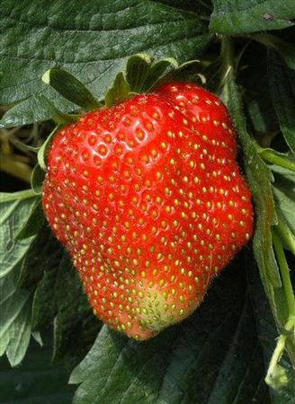 An Elsanta strawberry is seen on a field near Dresden, eastern Germany on Thursday, June 2, 2005.   Photo by Matthias Rietschel