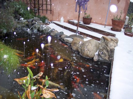 The Fish Lady's koi pond, 11 March, 2006, Tujunga, CA