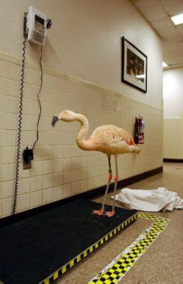 A flamingo identified as 'No. 5', a 20-year-old male, stands on a scale and weighs-in at six pounds, Monday, Dec. 23, 2002, before his 15th radiation treatment at Foster Hospital for Small Animals, which is part of Tufts University School of Veterinary Medicine, in North Grafton, Mass. Flamingo 'No.5', from Roger Williams Park Zoo in Providence, R.I. was admitted to the hospital on Dec. 3, 2002 after an ophthalmologist removed the bird's left eye and a cancerous tumor on the tear duct. Tufts has so far given the bird 14 radiation treatments in order to kill any cancer cells that may have remained after surgery. Attending veterinarians said the bird is responding well to the therapy. Photo by Chitose Suzuki