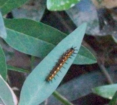 Caterpillar 4