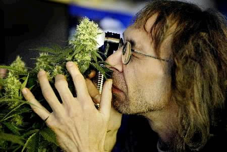 English cannabis activist Chris Baldwin, 52, scrutinizes a cannabis plant with a magnifying glass during the coffeeshop training at the Global Hemp Museum, Haarlem, March 27, 2002. Photo by Michael Kooren