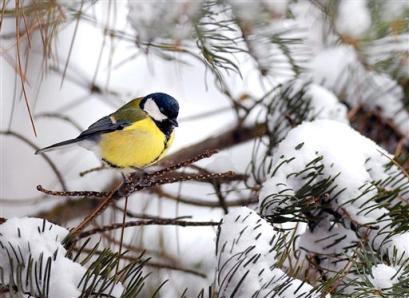 A European goldfinch sits on snow covered tree branches in a Bucharest park Sunday Jan. 30 2005. Romania was hit by snow storms starting this weekend with many national roads closed and trains delayed due to weather conditions.   Photo by Vadim Ghirda