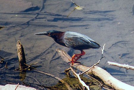 Green Heron - Photographed at Peace Valley Lake, Doylestown, Bucks County PA
