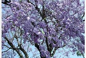 Jacaranda Tree