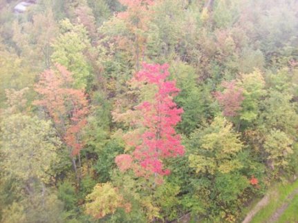 Maple tree at Kinzua