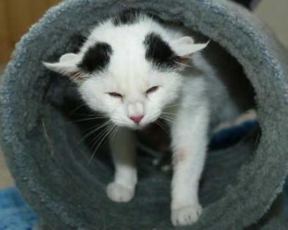 Lilly, a six-month old black and white house cat with four ears is seen in a home for animals in Murnau, southern Germany on March 24, 2004. A four-eared German kitten has been given a new home after a German animal shelter was deluged with requests to adopt the animal born six months ago with the genetic defect. Photo by Michaela Rehle