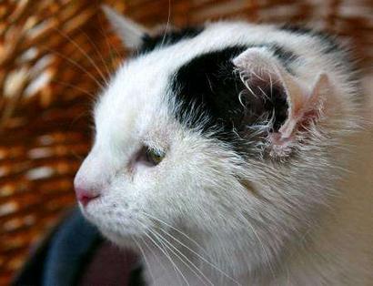 Lilly, a six-month old black and white house cat with four ears, is seen in a home for animals in Murnau, southern Germany on March 24, 2004. Photo by Michaela Rehle