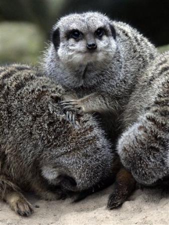 Erdmaennchen kuscheln sich am Freitag, 6. Januar 2006, in Hannover auf einem beheizten Felsen in ihrem Gehege. Die kleinen Wuestenbewohner sind sehr gesellig und halten sich kuschelnd warm. Der Wetterbericht erwartet auch fuer die naechsten Tage truebes und kaltes Wetter. Photo by Kai-Uwe Knoth