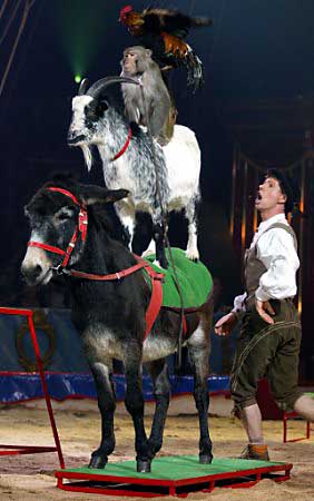 A donkey, goat, monkey and cockerel perform at the 27th international circus festival of Monte Carlo, in Monaco, January 16, 2003. Some 28 groups from around the world will compete for the golden clown award until January 23. Photo by Eric Gaillard