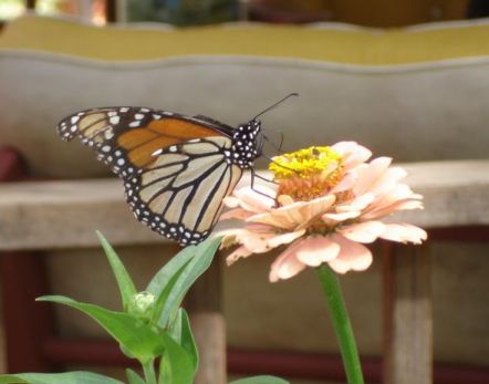 Monarch Butterfly by Marsha Ann Griffith