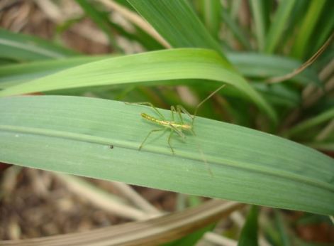 Mystery bug by Marsha Ann Griffith