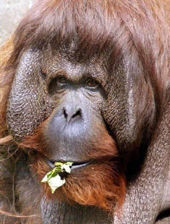 An orang-utan in the Berlin Zoo enjoys bright sunshine on Friday, May 20, 2005.  Photo by Fritz Reiss