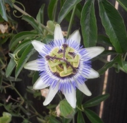 Blue Passion Plant - Passiflora