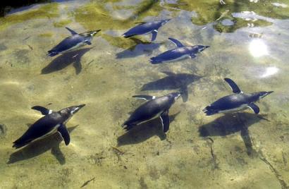 Penguins swim at the San Francisco Zoo in San Francisco Thursday, Jan. 16, 2003. A few penguins swimming leisurely at the San Francisco Zoo is nothing new. But dozens of them doing laps in unison for hours has zookeepers perplexed. It all started this past November when six newcomer Magellannic penguins were brought in. Since then the penguin pool at the San Francisco Zoo has been a daily frenzy of circle swimming by all of the 52 birds at once. Photo by Marcio Jose Sanchez