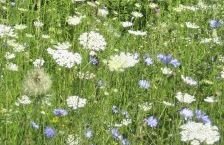 Queen Anne's Lace