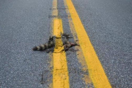 This photo provided by Sean McAfee from Thursday, Aug. 2, 2012, shows a dead raccoon that McAfee saw with the road dividing line painted over it before he stopped his motorcycle to take the picture on Franklin Rd. in Johnstown, Pa. According to PennDOT traffic engineer John Ambrosini, paint crews know to avoid such animals and usually have a foreman on the job to clear any dead animals off the road before the paint-spraying truck equipment passes by. This crew didn't have a foreman that day, and the equipment was too big to turn around in traffic on the curvy, narrow road so the line could be repainted without the carcass in the way.  Photo by Sean McAfee