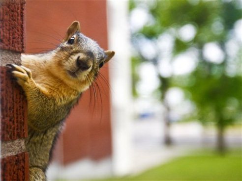 Look out Sally!  This squirrel has heard of the bounty offered by New Jersey and is considering voting with his paws.