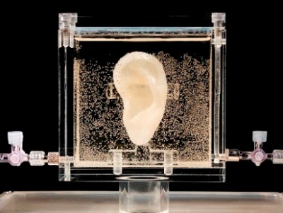 Undated picture shows an ear made of human cells grown from samples provided from a distant relative from Dutch artist Vincent van Gogh, in the center for art and media in Karlsruhe, Germany, Tuesday, June 3, 2014. US based artist Diemut Strebe said she wants to combine art and science with the installation.  Photo by Diemut Strebe.