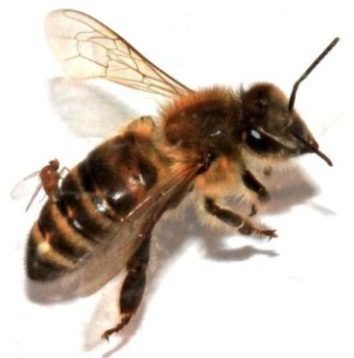 In this photo provided by San Francisco State University, an Apocephalus borealis fly implants its eggs into the abdomen of a honey bee. The A. borealis fly is suspected of contributing to the decrease in the honey bee population. Researchers say the fly deposits its eggs in the abdomen of honey bees and as the larvae grow within the body of the bee, the bee begins to lose control of its ability to think and walk, flying blindly toward light. It eventually dies and the fly larvae emerge. Photo by Christopher Quock, San Francisco State University